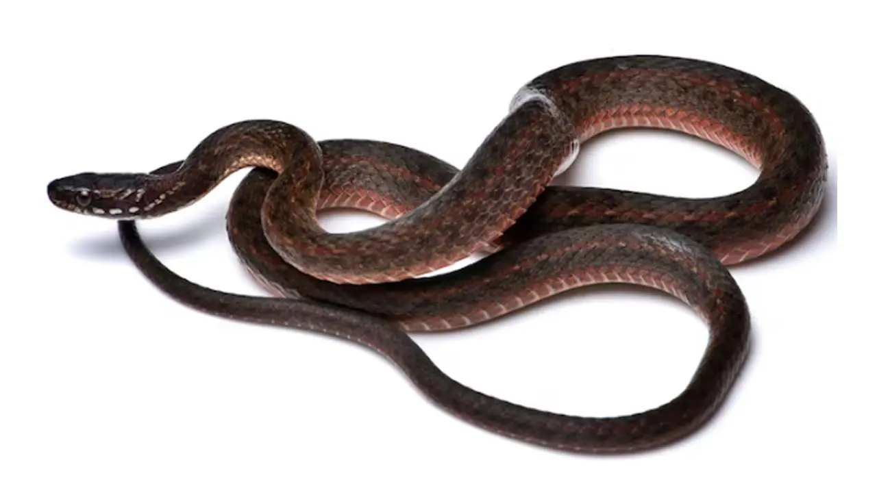 Keelback Snakes | దేశంలోకి కొత్త పాములొచ్చాయ్…