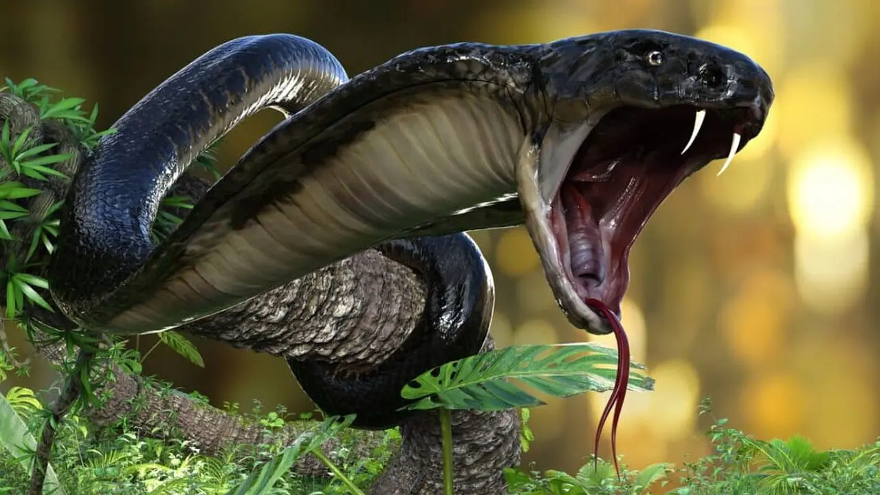 King Cobra Special Videos | స్పెషలైజ్డ్ ప్రెడేటర్.. కింగ్ కోబ్రా లైఫ్ స్టైల్ చూస్తే షాకే