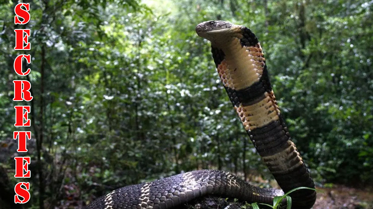 king cobra life style