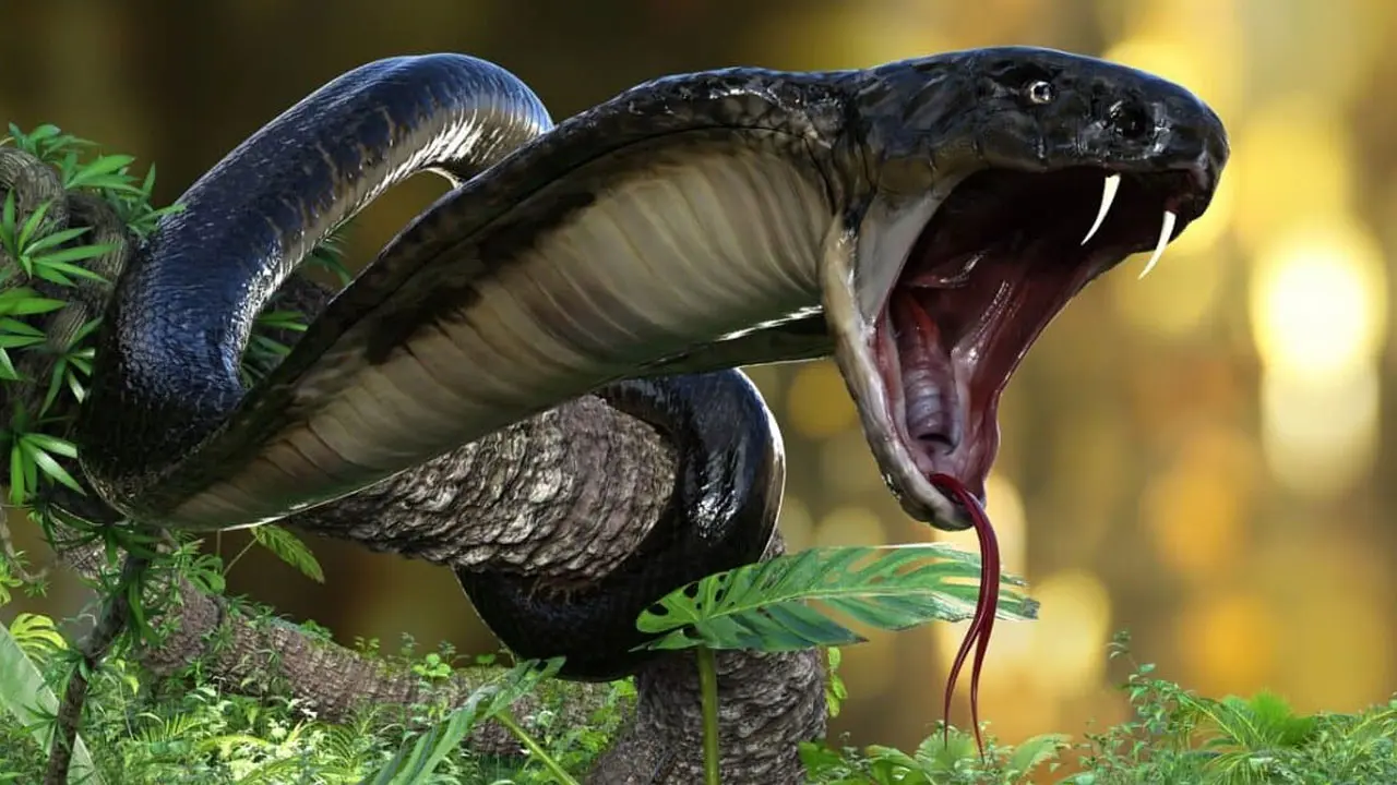 King Cobra Special Videos | స్పెషలైజ్డ్ ప్రెడేటర్.. కింగ్ కోబ్రా లైఫ్ స్టైల్ చూస్తే షాకే