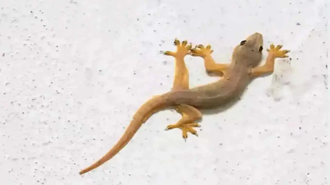 Lizard | పొద్దున్నే బ‌ల్లిని చూస్తే.. శుభ‌మా..? అశుభ‌మా..?