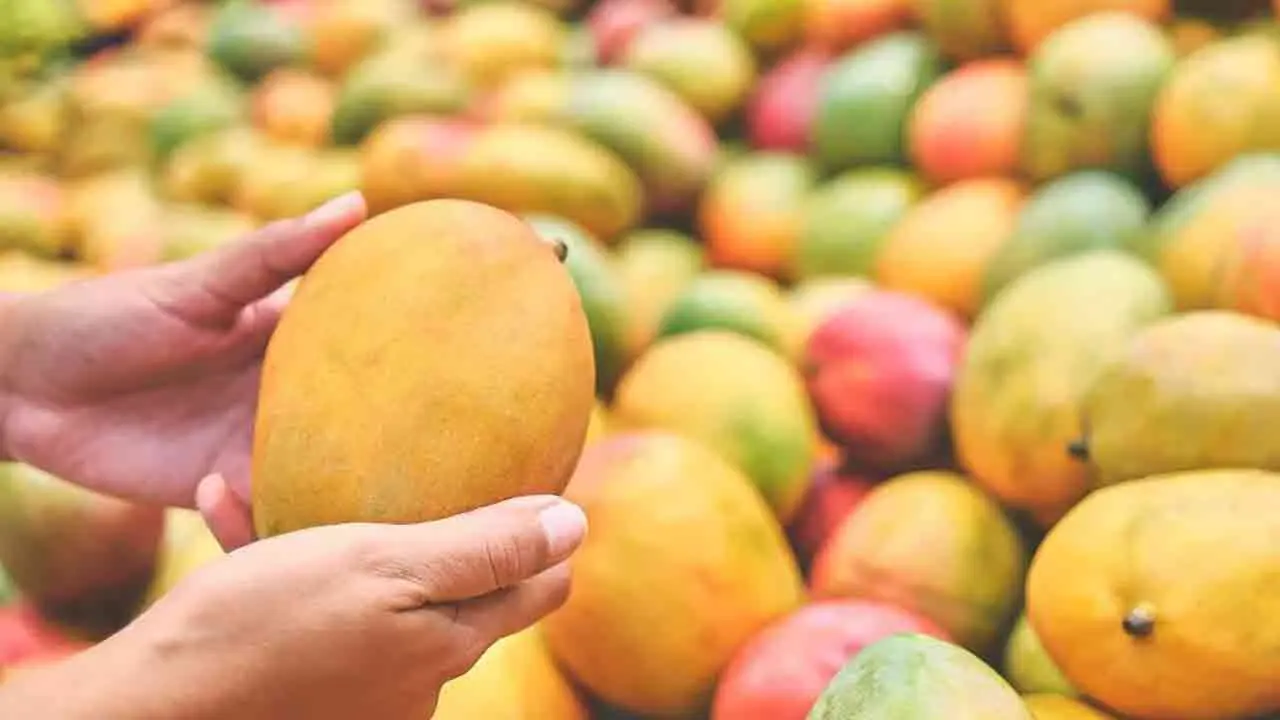 Mango Map | బంగినపల్లి నుంచి ఆల్ఫోన్సో వరకు.. భారత్‌లో దొరికే 14 మామిడి రకాల సీజన్ మ్యాప్ వైరల్!
