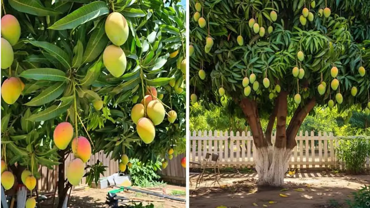 Mango Fruits | కిరాయికి మామిడి చెట్లు.. 90 కిలోల పండ్లు మీ సొంతం..!