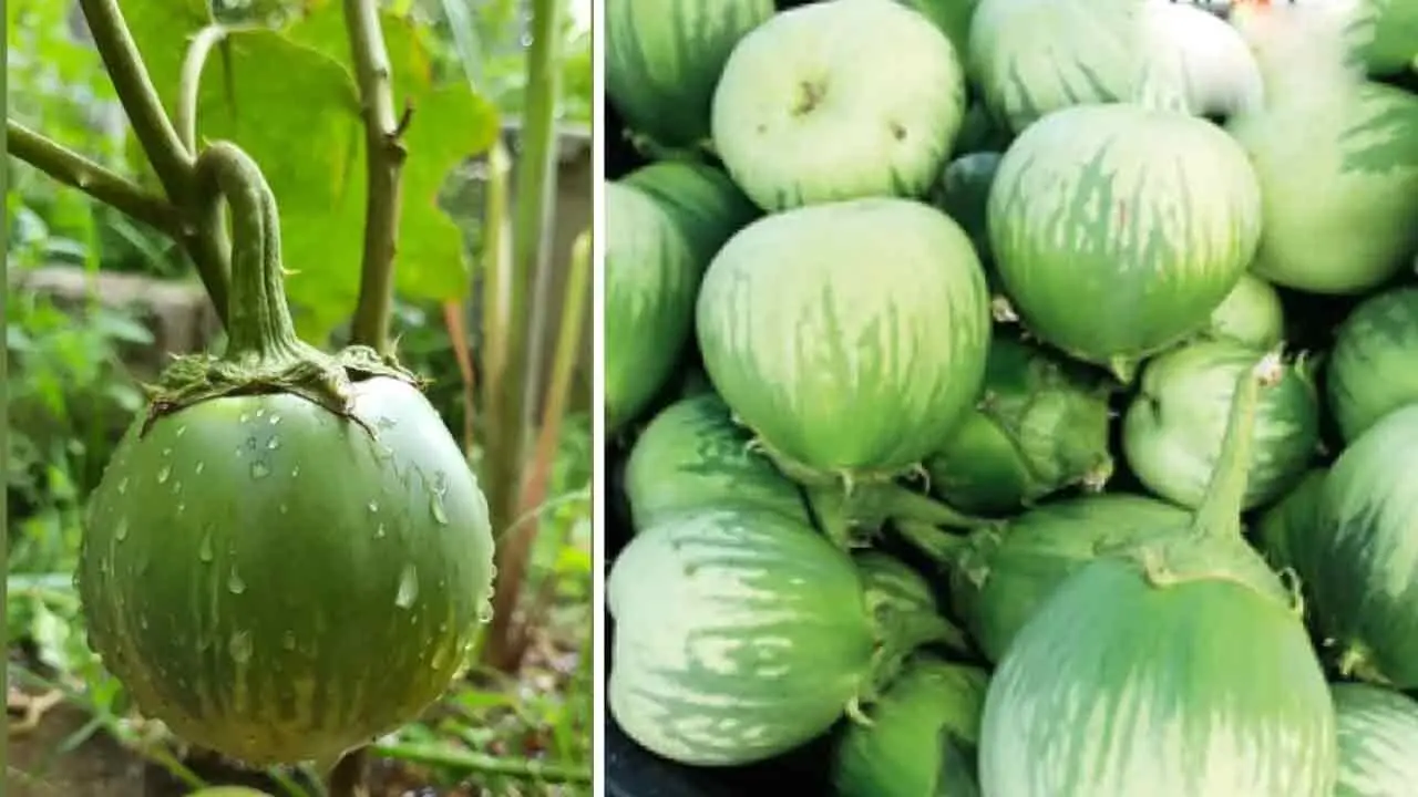 Mattu Gulla | కిలో వంకాయ ధ‌ర రూ. 100కు పైనే..! ఎందుకంత డిమాండో తెలుసా..?