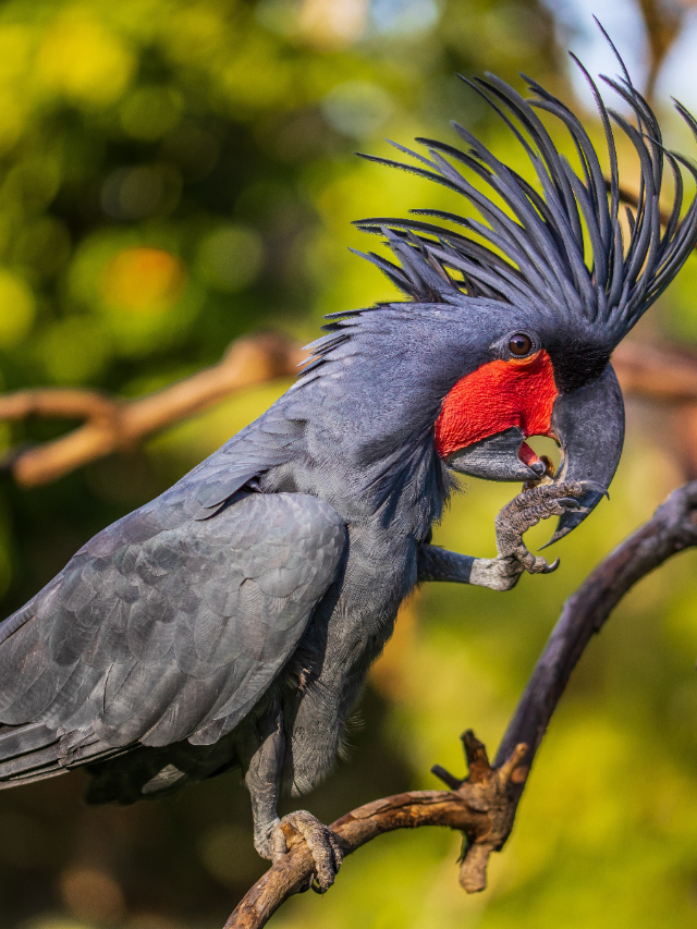 ప్రపంచంలో అత్యంత ఖరీదైన జంతువులు ఇవే.. ధర తెలిస్తే షాక్ అవ్వాల్సిందే