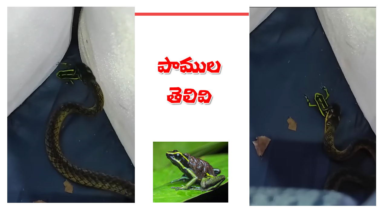 Snakes Unique Trick | ఈ పాముల తెలివి మామూలుగా లేదుగా… వీడియో చూడండి..