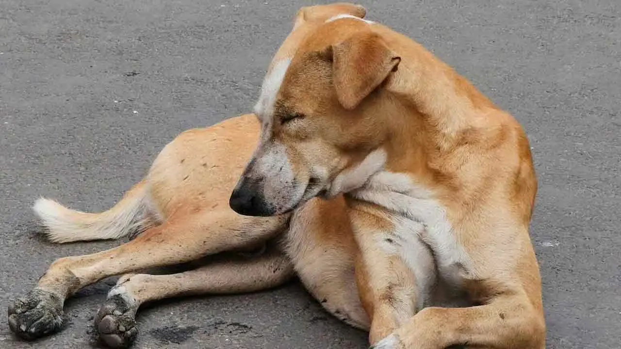 Stray Dogs | మంచిర్యాల జిల్లాలో 100 కుక్క‌ల‌కు విషం.. సర్పంచ్‌పై కేసు న‌మోదు