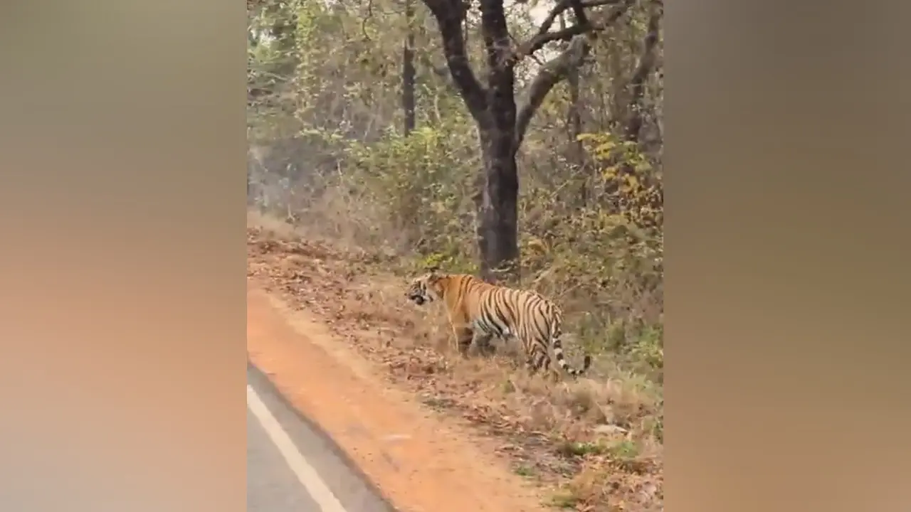Tadoba Tiger : పెద్దపులితో ఇలాగేనా?…దాడి చేస్తే అంతే !