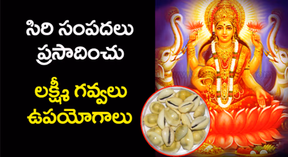 సిరి సంపదల మార్గాలు..గవ్వలతో ఇన్ని లాభాలా..!