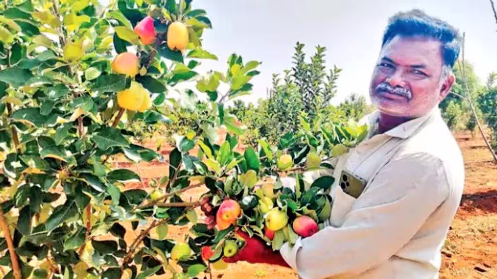 కరువు సీమలో.. ఆపిల్ సాగు సిరులు!