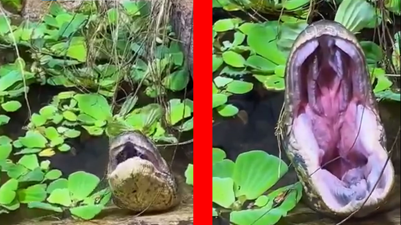 viral-anaconda-video-jaw-structure