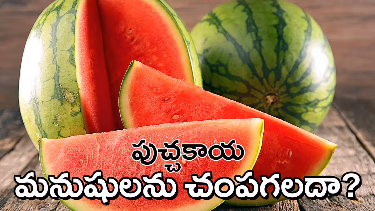 పుచ్చకాయ కూడా మనుషులను చంపగలదా? ముంబై మరణాల తర్వాత డాక్టర్లు చెప్పిన షాకింగ్​ నిజాలు