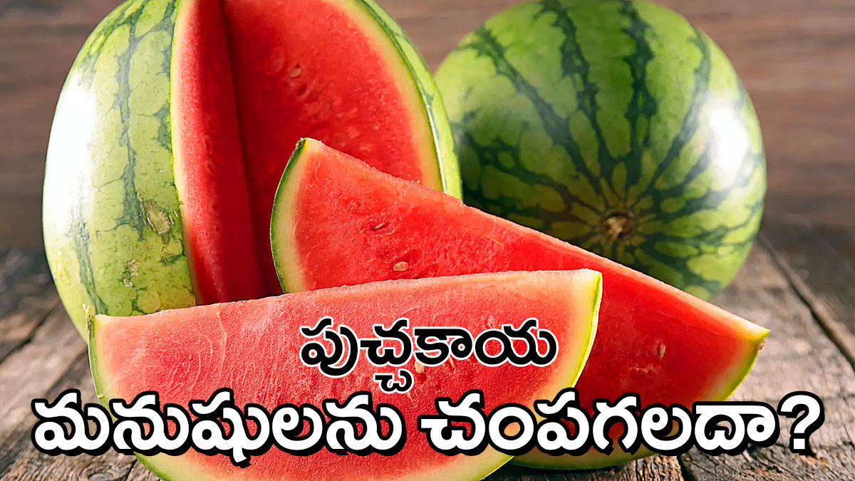 Watermelon slices with Telugu text asking can watermelon kill people health warning concept
