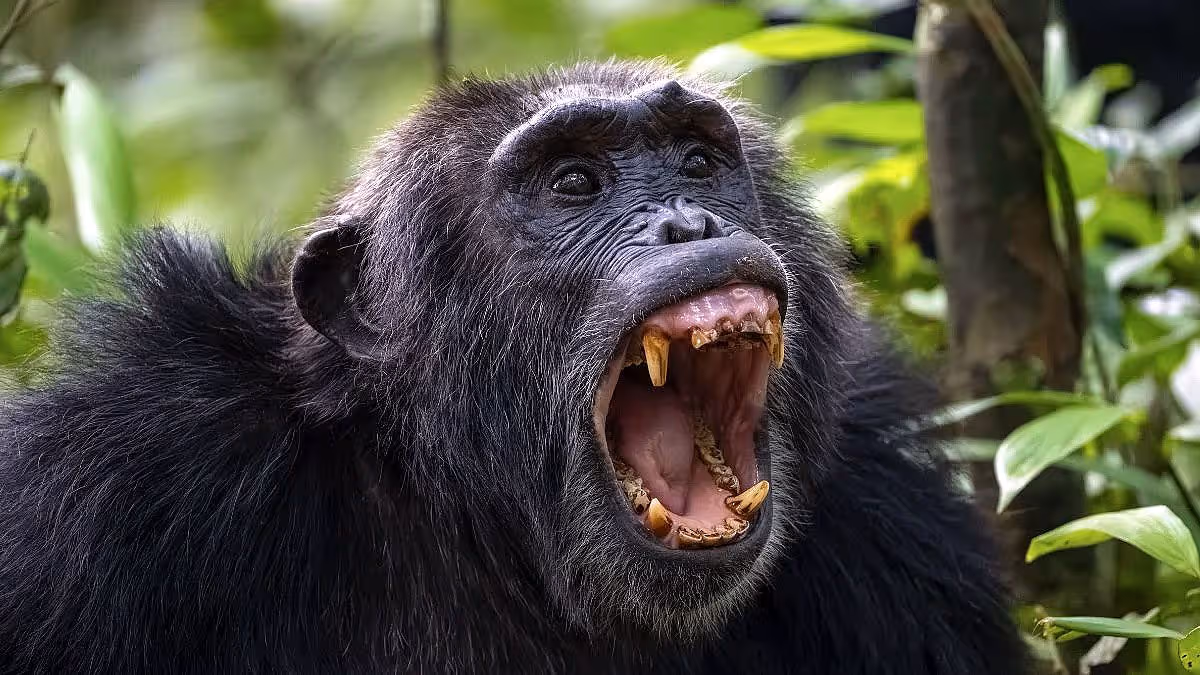 Aggressive chimpanzee displaying teeth and dominance behavior
