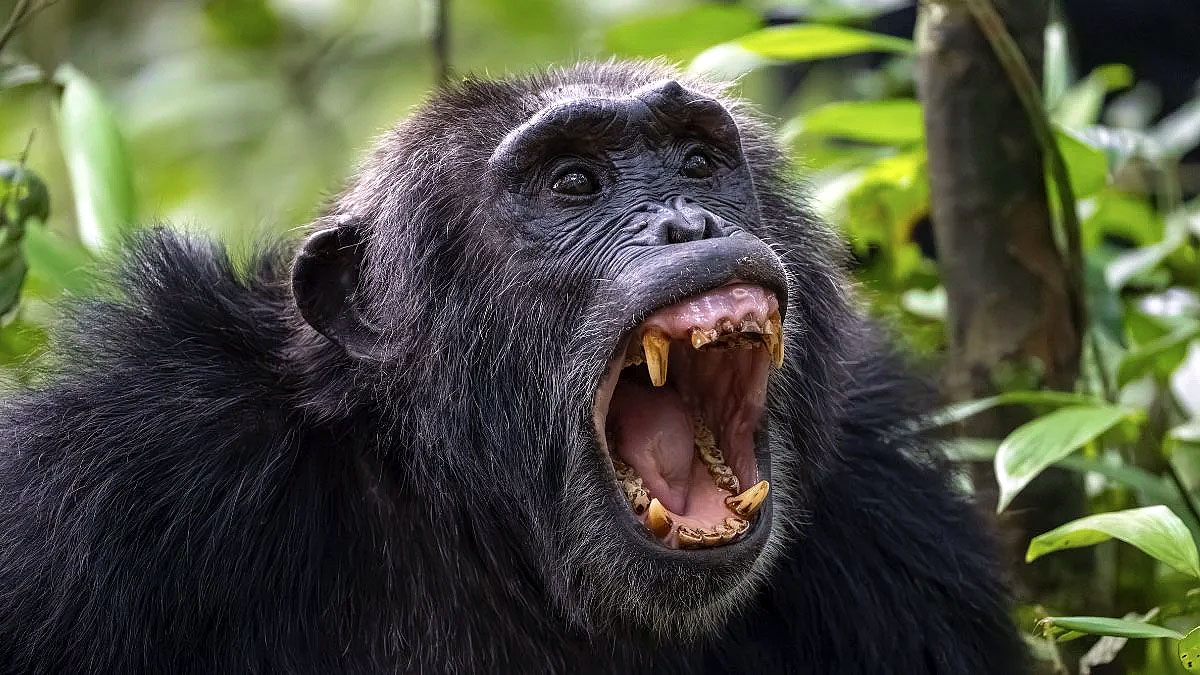 Aggressive chimpanzee displaying teeth and dominance behavior