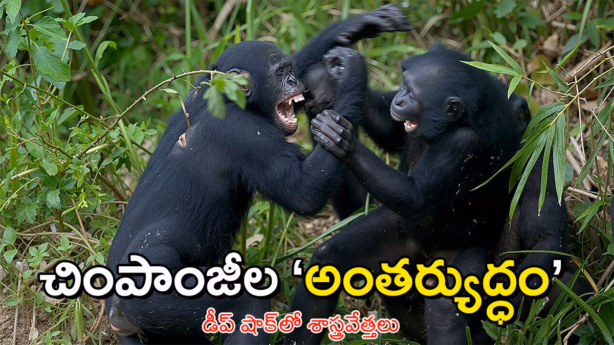 విధాత ప్రత్యేకం: ఉగాండా అడవుల్లో ‘చింపాంజీల అంతర్యుద్ధం’!