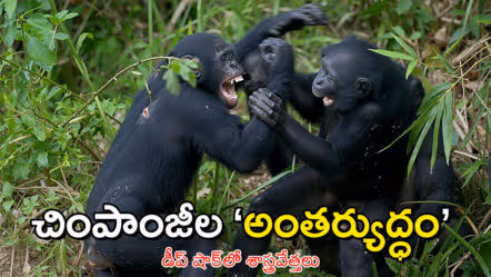 విధాత ప్రత్యేకం: ఉగాండా అడవుల్లో ‘చింపాంజీల అంతర్యుద్ధం’!