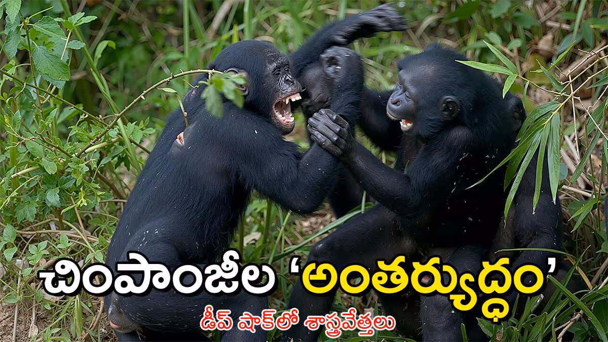 విధాత ప్రత్యేకం: ఉగాండా అడవుల్లో ‘చింపాంజీల అంతర్యుద్ధం’!