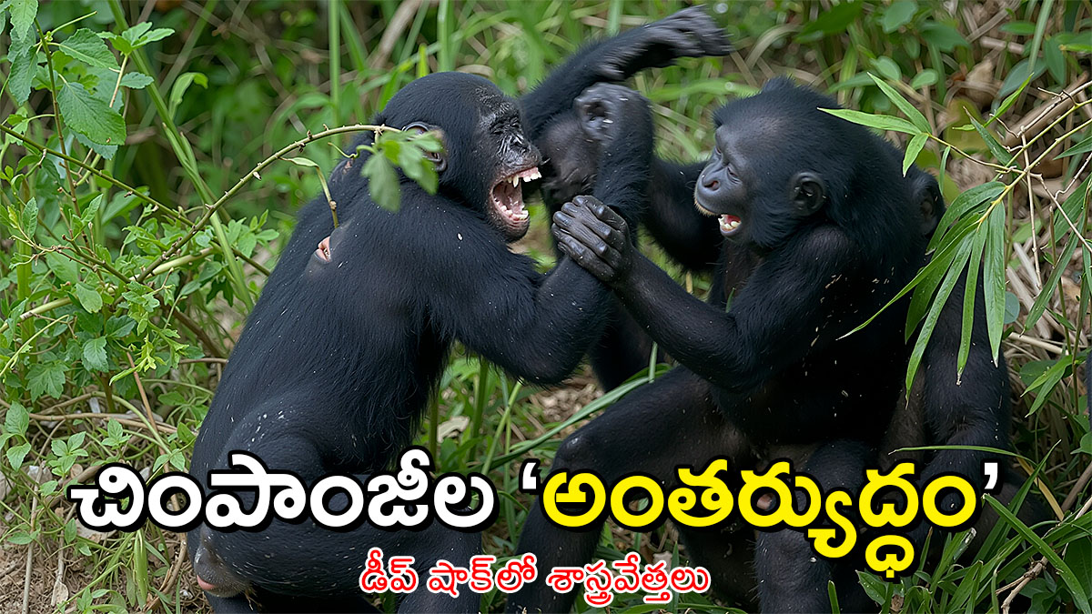 Chimpanzees fighting in forest representing chimpanzee civil war conflict