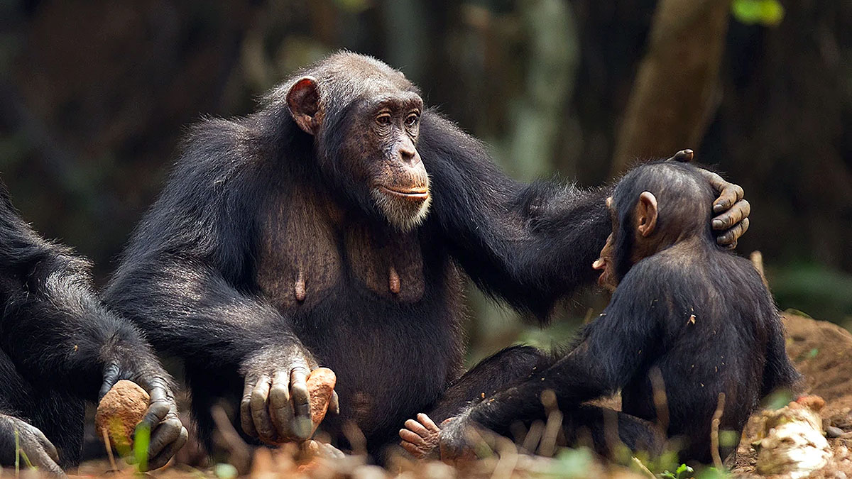 Adult chimpanzee interacting gently with young chimp in forest