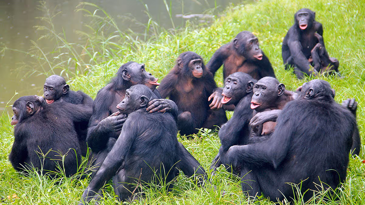 Large group of chimpanzees sitting together showing community behavior