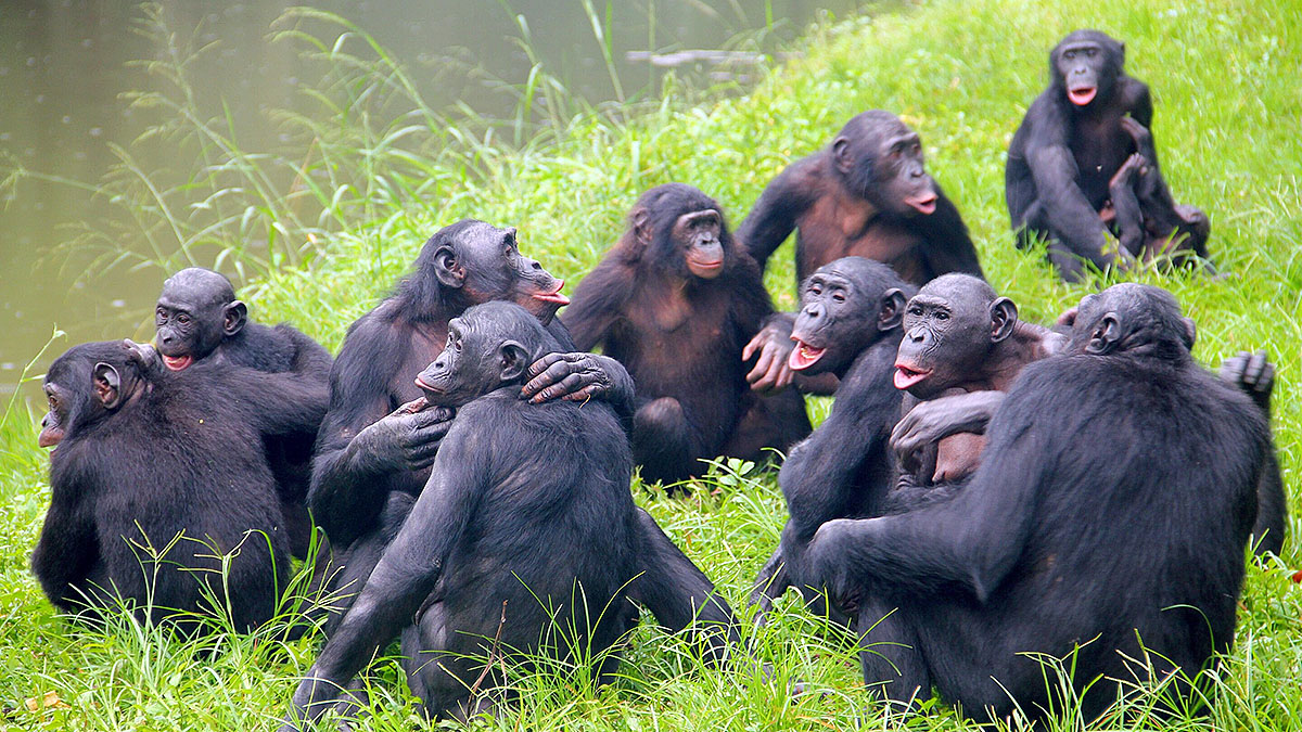 Large group of chimpanzees sitting together showing community behavior