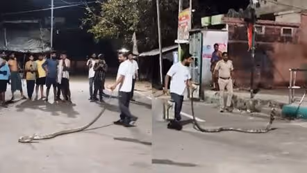 బాబోయ్.. భారీ కింగ్ కోబ్రాలు!