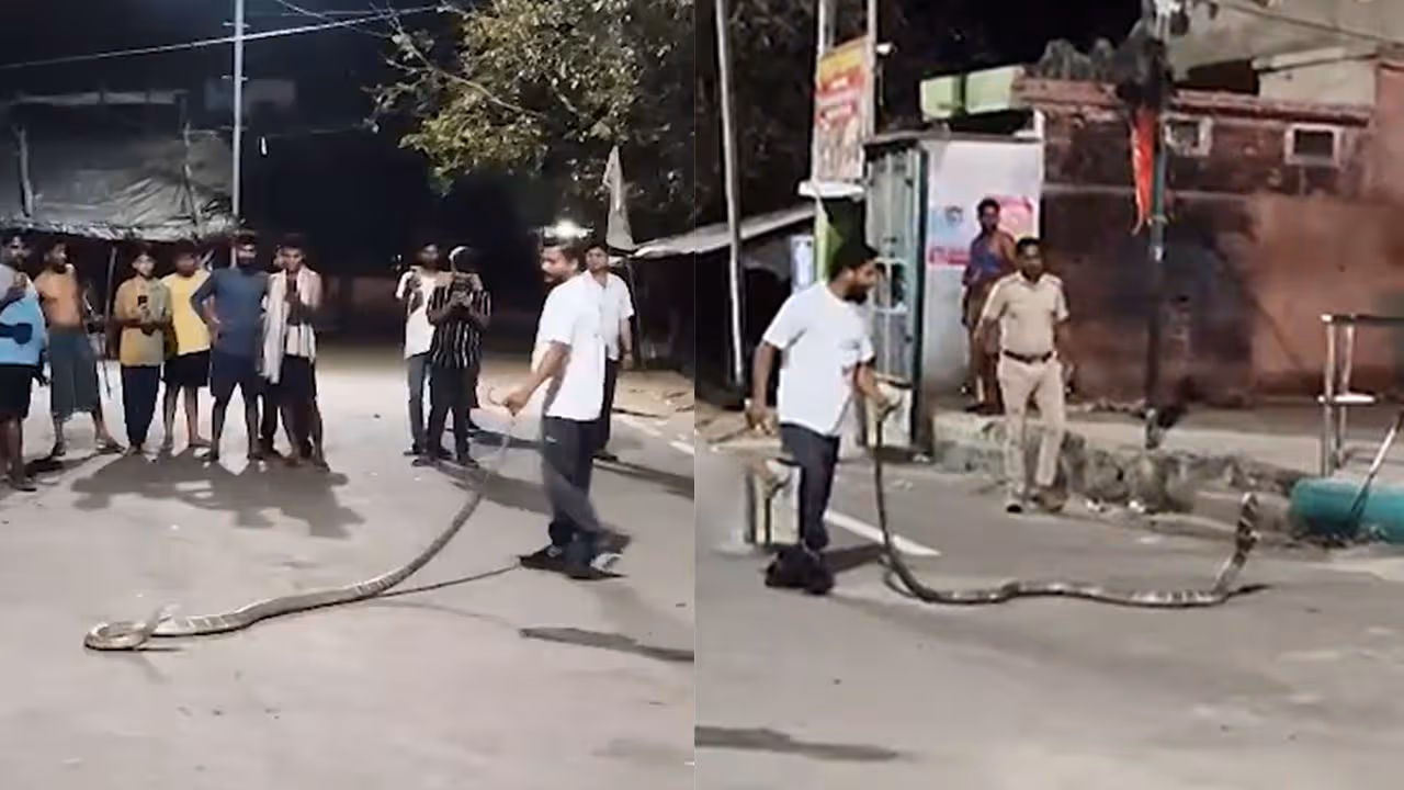 బాబోయ్.. భారీ కింగ్ కోబ్రాలు!
