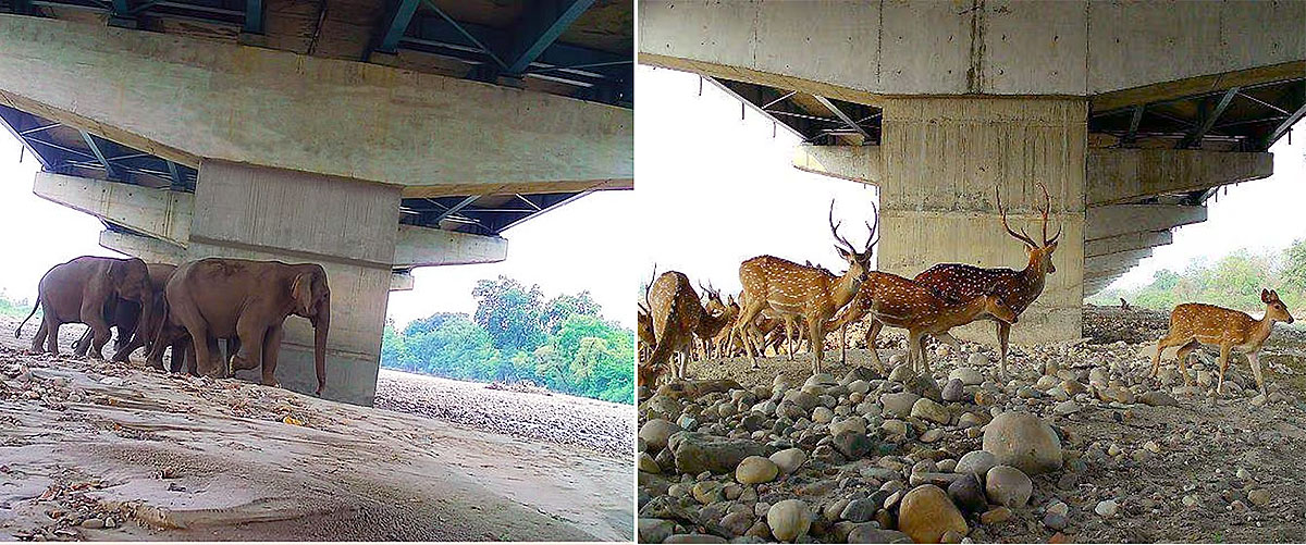 Elephants and deer using wildlife underpass Delhi Dehradun Expressway