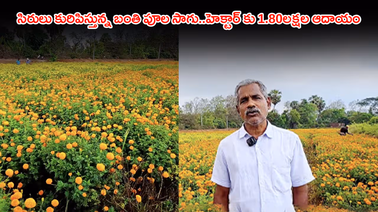 సిరులు కురిపిస్తున్న బంతి పూల సాగు..హెక్టార్ కు 1.80లక్షల ఆదాయం