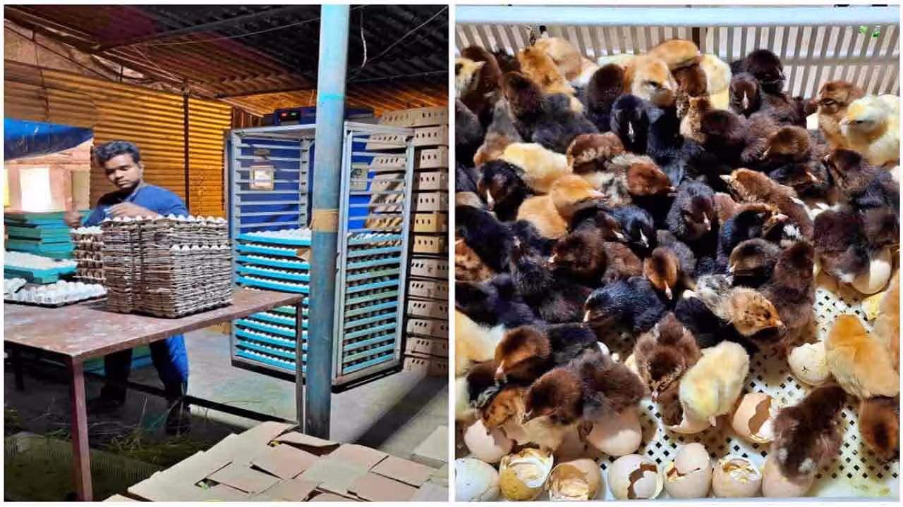 Hatchery Business | ‘బాతు’ గుడ్ల వ్యాపారం.. ఏడాదికి రూ. 2.25 కోట్లు సంపాదిస్తున్న యువ‌కుడు