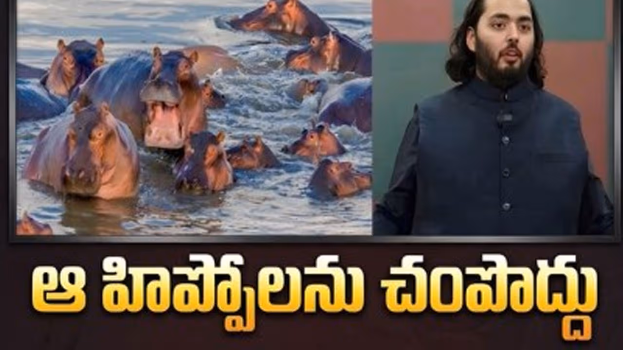 80 హిప్పోల ప్రాణదాత..అనంత్ అంబానీ!