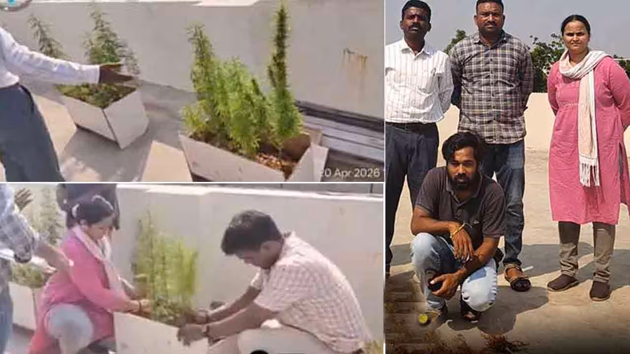 Hyderabad Techie | సాఫ్ట్‌వేర్ జాబ్ పోవడంతో.. ఇంటిపై గంజాయి సాగు చేస్తున్న హైదరాబాద్ టెక్కీ.. వీడియో వైరల్