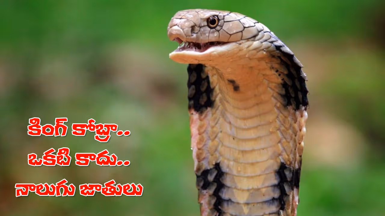 కింగ్‌ కోబ్రాలు నాలుగు జాతులా? మెడికల్‌ పజిల్‌కు పరిష్కారం దొరికిందా?