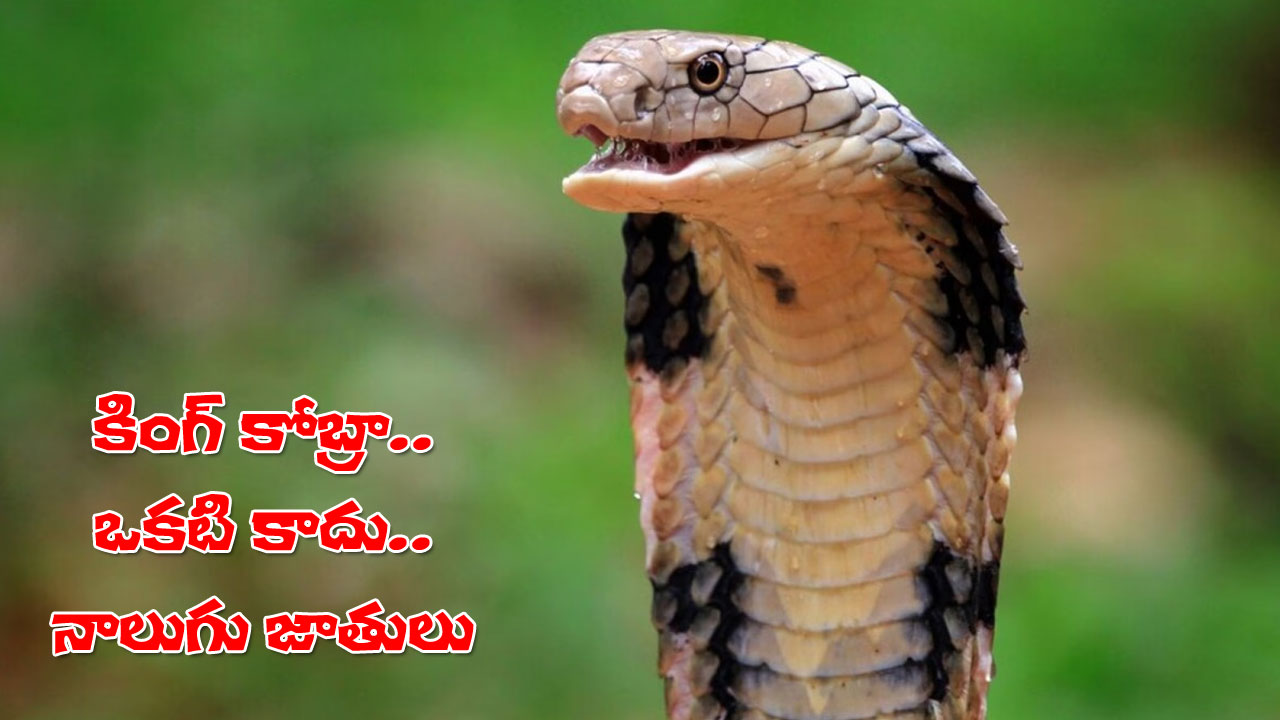 king cobra four species explained