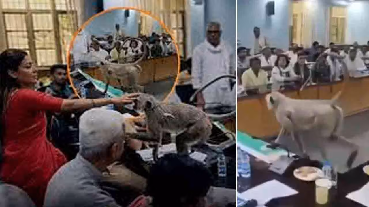 Viral Video | ప్రభుత్వ మీటింగ్ మధ్యలో అనుకోని అతిథి.. కలెక్టర్ కుర్చీలో కూర్చొని కోతి హంగామా!