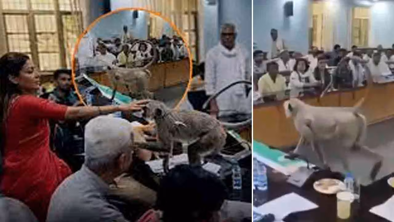 Viral Video | ప్రభుత్వ మీటింగ్ మధ్యలో అనుకోని అతిథి.. కలెక్టర్ కుర్చీలో కూర్చొని కోతి హంగామా!