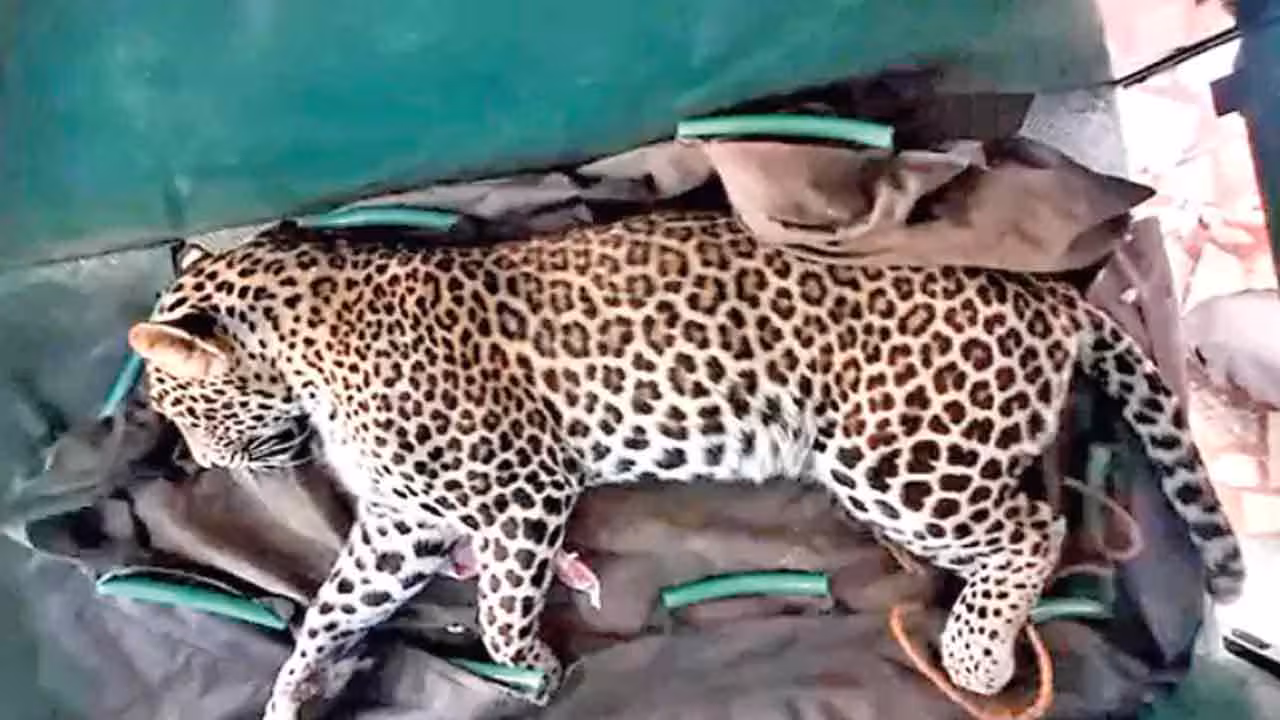 Leopard | అత్త గ‌దిలోకి తొంగిచూడ‌గా.. ఉలిక్కిప‌డ్డ కోడ‌లు పిల్ల‌