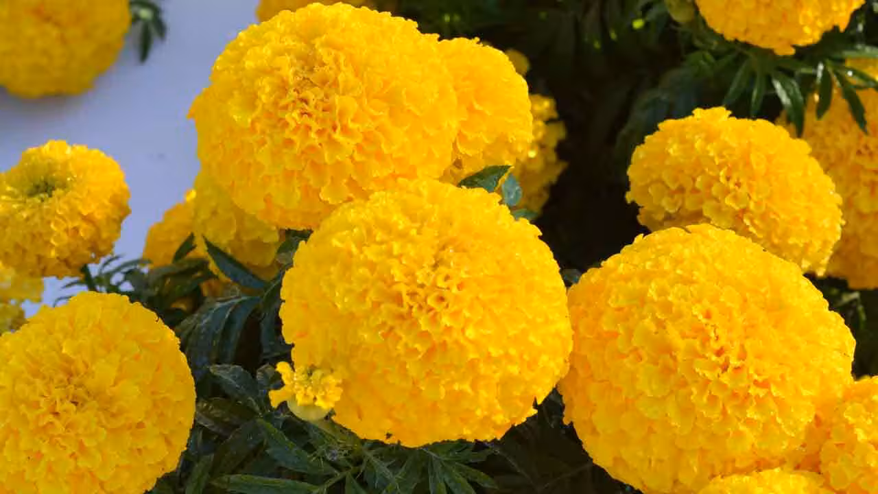 MariGold | బంతి పువ్వుతో ఆర్థిక క‌ష్టాలు దూరం..! బుధ‌వారం ఇలా చేయండి మ‌రి..?