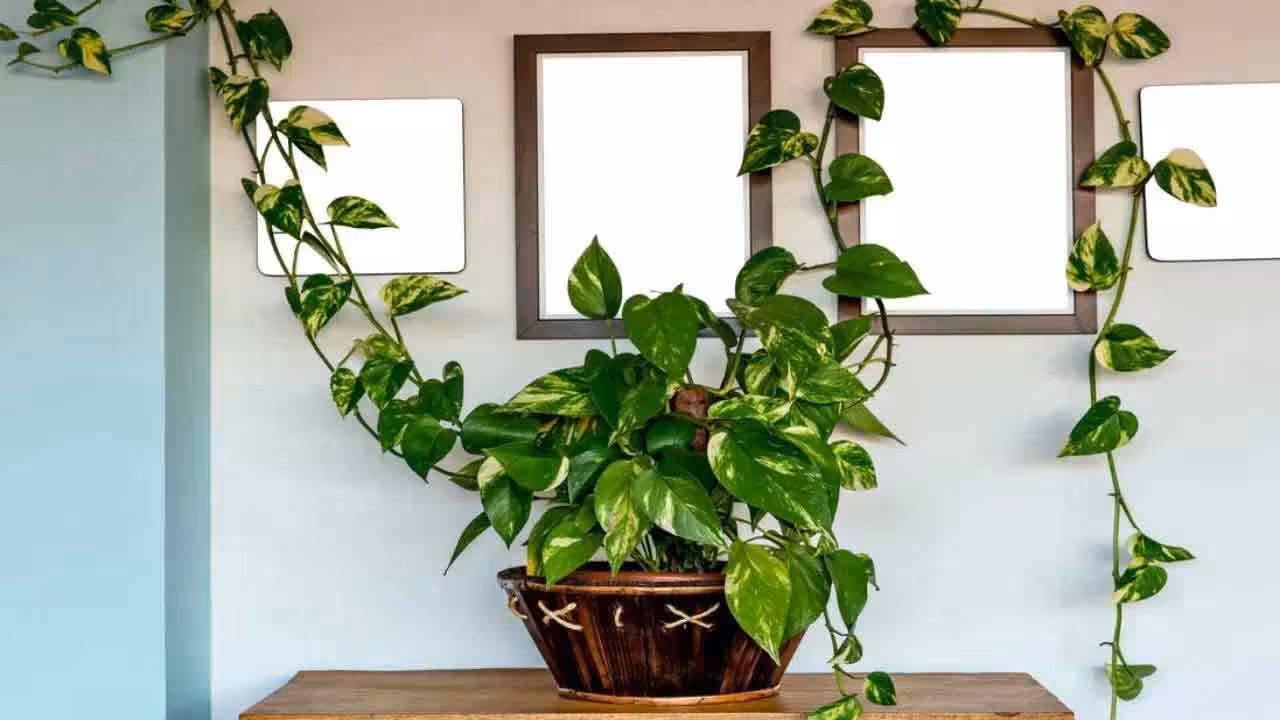 Vastu Tips | మ‌నీ ప్లాంట్ ఆ దిశ‌లో వేలాడుతుందా..? అయితే ఆర్థిక న‌ష్టాలే..!