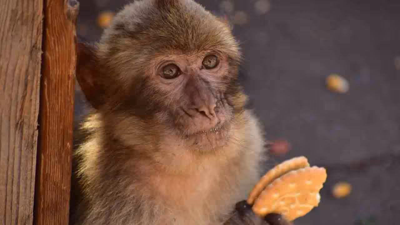 Monkey | ఎర్ర మట్టిని తినడం అలవాటు చేసుకుంటున్న కోతులు.. టూరిస్టులు ఇచ్చే జంక్‌ఫుడ్ వల్లేనా?