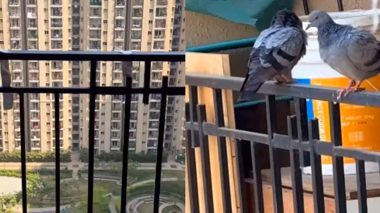Pigeons | మీ బాల్క‌నీలో పావురాలా..? వాటి బెడ‌ద నుంచి త‌ప్పించుకోండిలా..! వీడియో