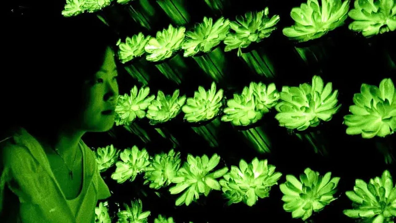 China Bioluminiscent Plants