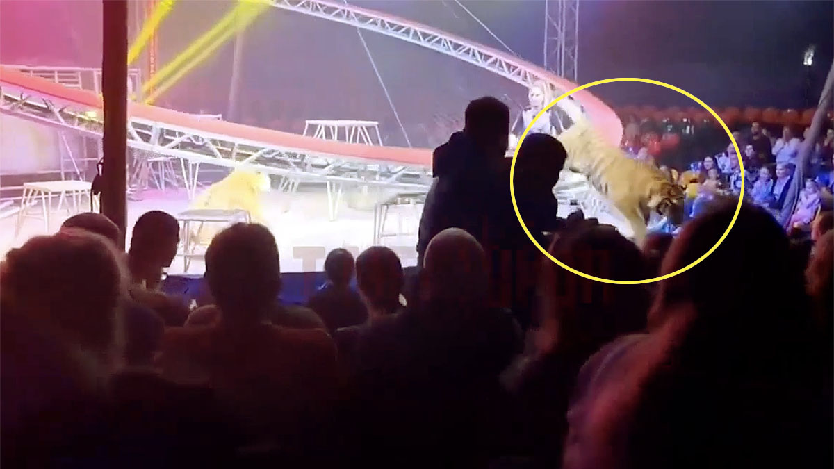 రష్యా సర్కస్ ప్రదర్శనలో ప్రేక్షకుల మధ్యకు దూకుతున్న పులి దృశ్యం