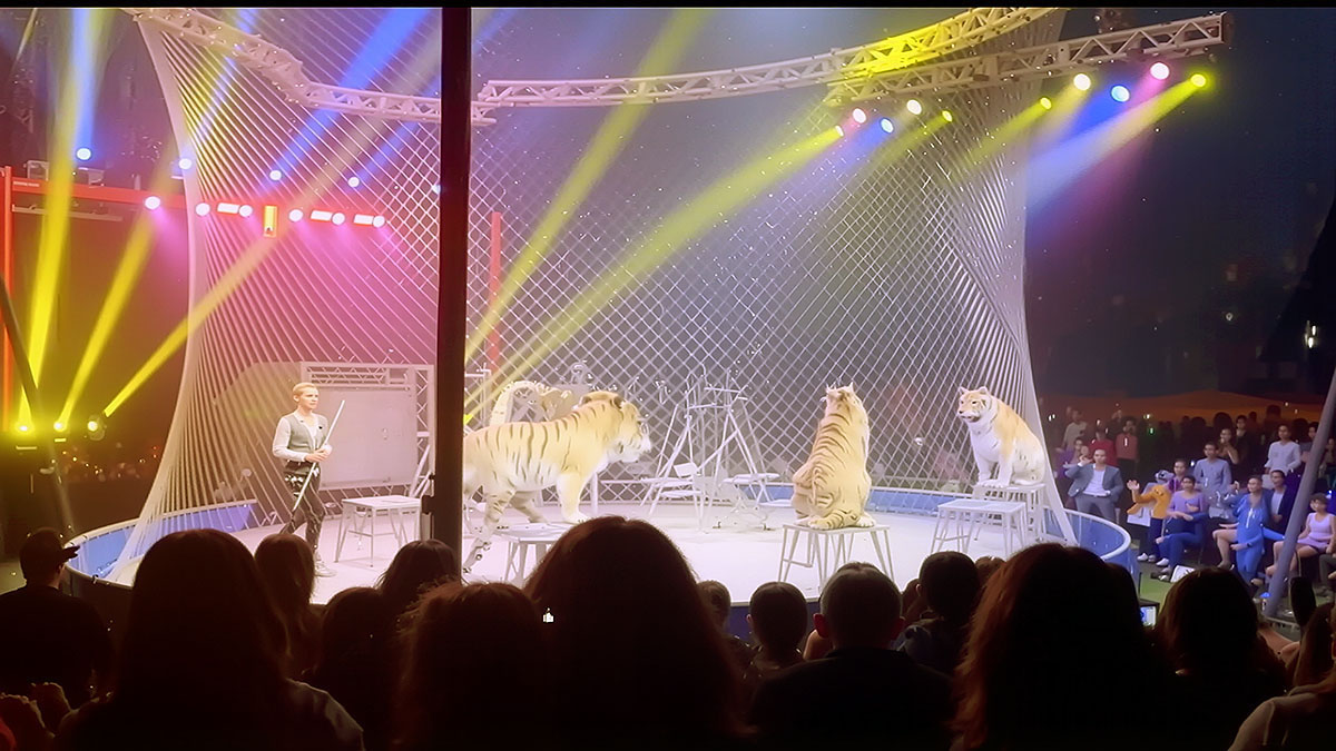 రష్యా సర్కస్ వేదికపై ట్రైనర్లతో కలిసి ప్రదర్శన ఇస్తున్న మూడు పులులు