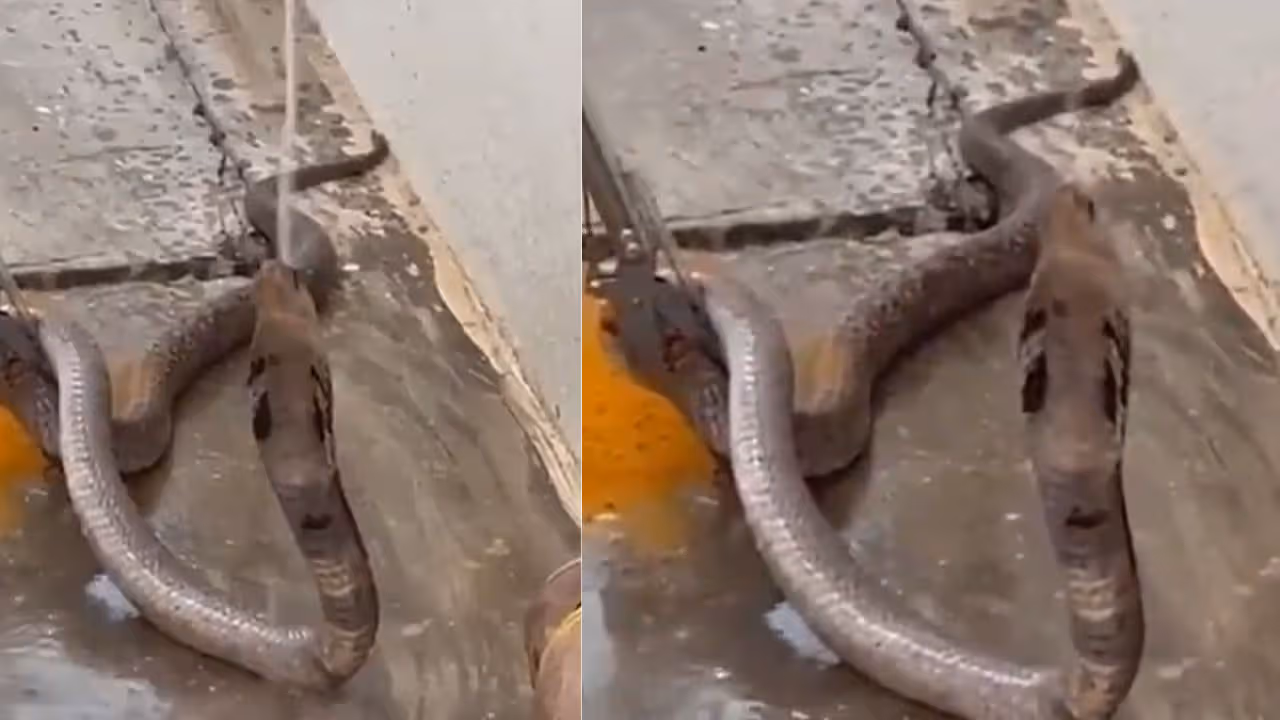 నాగుపామును పట్టుకుని..నీళ్లు తాగించాడు!