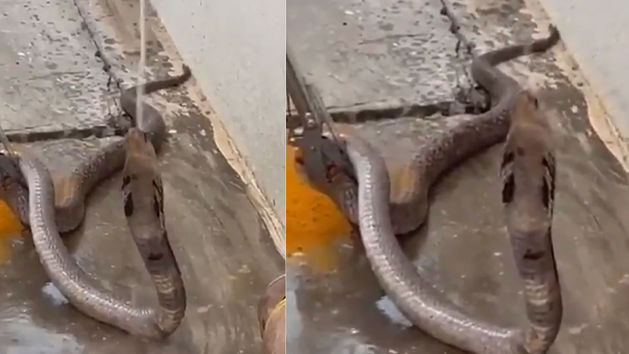 snake catcher helps snake drinking water