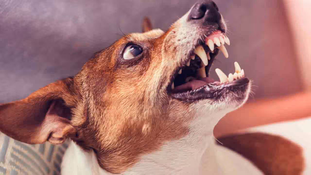 Street Dogs | వేసవి కాలంలో వీధికుక్కలు ఎందుకు ఎక్కువగా కరుస్తాయి? వెటర్నరీ డాక్టర్లు ఏం చెబుతున్నారు?