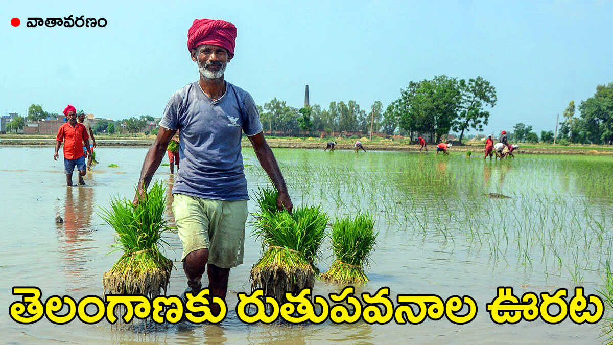 Farmer transplanting paddy seedlings in water-filled field during monsoon season in Telangana