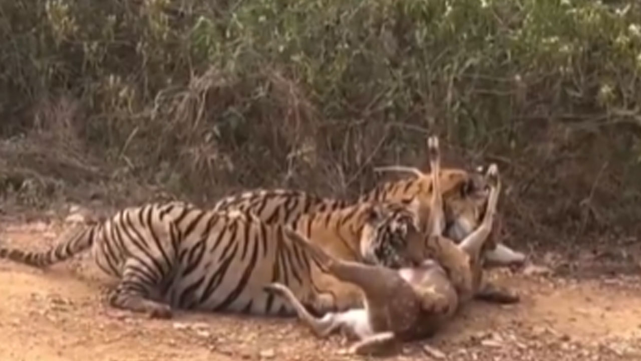 లైవ్ లో పులుల వేట..అభయారణ్యంలో మనుషుల అతి!